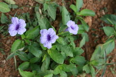 Ruellia tuberosa